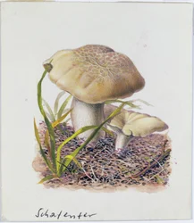 Study of Fungi